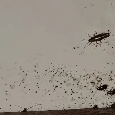 cockroach control services