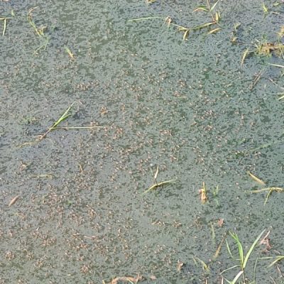 Termoshield Pest Control - Termite & Pest Management in Action