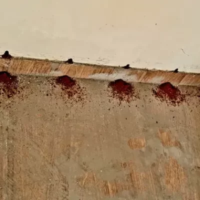 Termite Management & Control Services