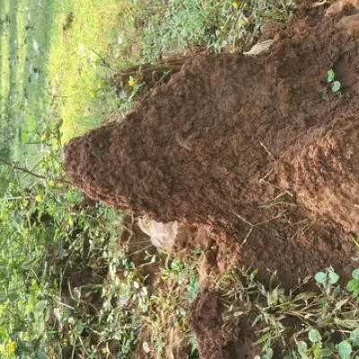 Termite Management & Control Services