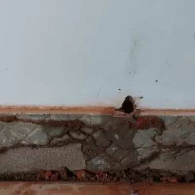 Termite Management & Control Services