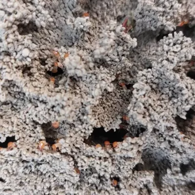 Termite Management & Control Services