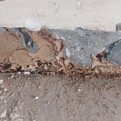 Termite Management & Control Services