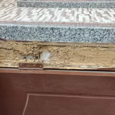 Termite Management & Control Services