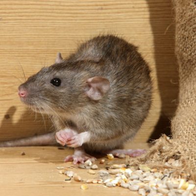 Brown rat, Rattus norvegicus, captive, by corn sack,  August 2009