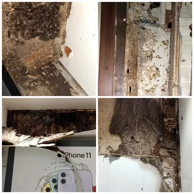 Termite Management & Control Services