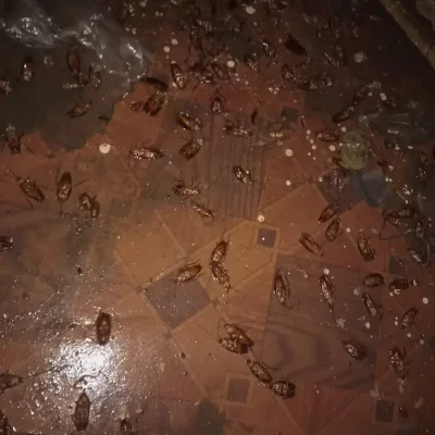 cockroach control services