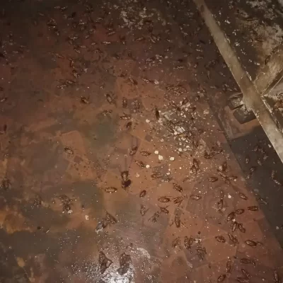 cockroach control services