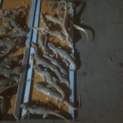IMG-20210407-WA0004-pm82s8d9zn206jwgry5sp92tkxtg6syrkwe2nayreo
