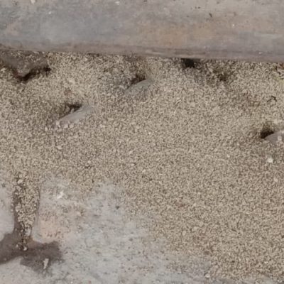 Termite Management & Control Services