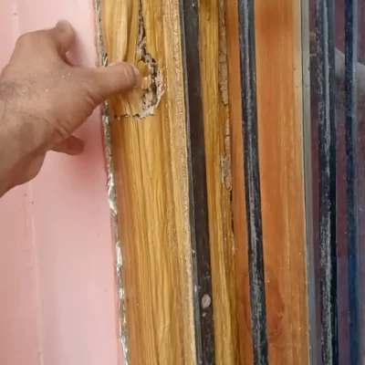 Termite Management & Control Services