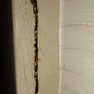 Termite Management & Control Services
