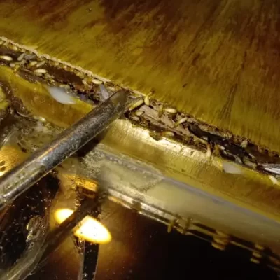 Termite Management & Control Services