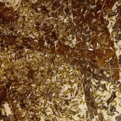 Termite Management & Control Services