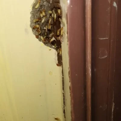 Termite Management & Control Services