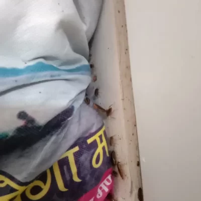 cockroach control services