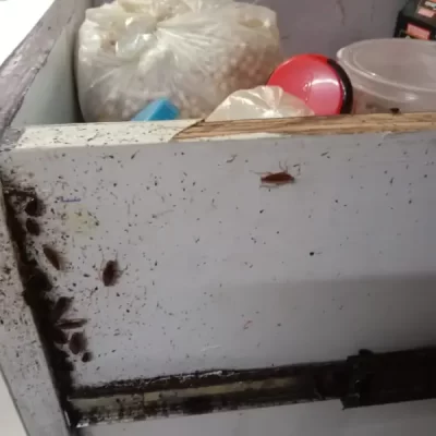 cockroach control services