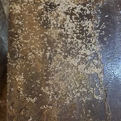 Termite Management & Control Services