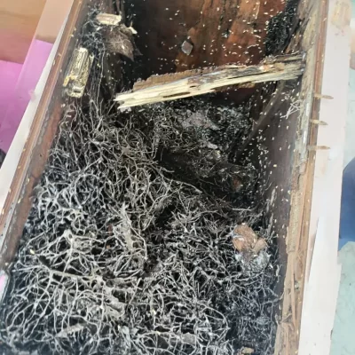 Termite Management & Control Services