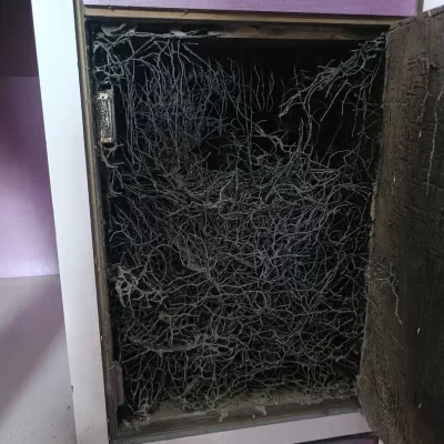 Termite Management & Control Services