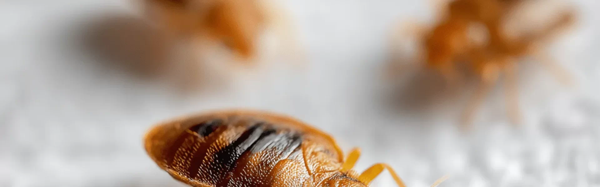 What-Causes-Bed-Bugs-5-Bed-Bug-Myths-Debunked-