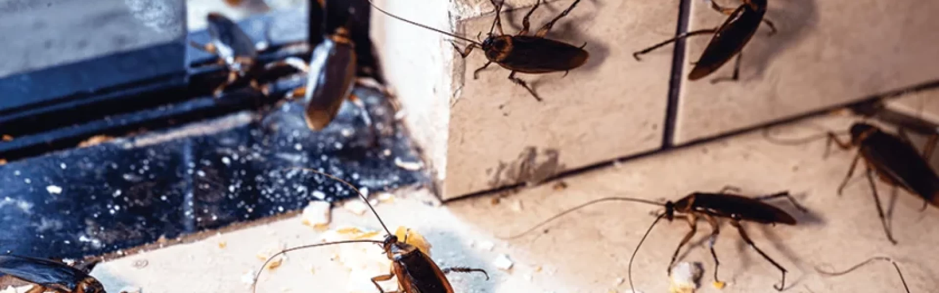 Which-the-best-season-for-Cockroach-control-min-840x562