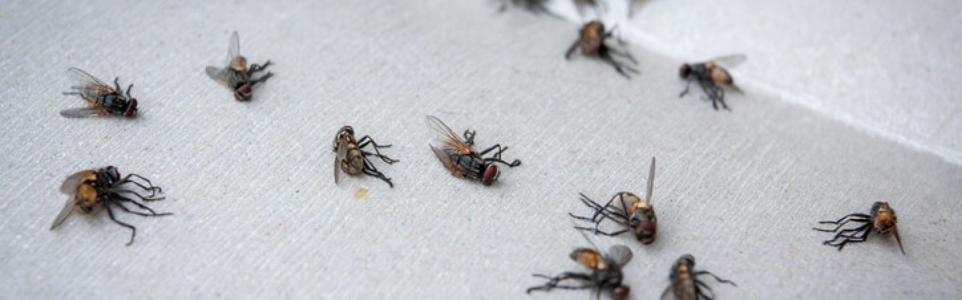 fly-control-commercial-pest-control