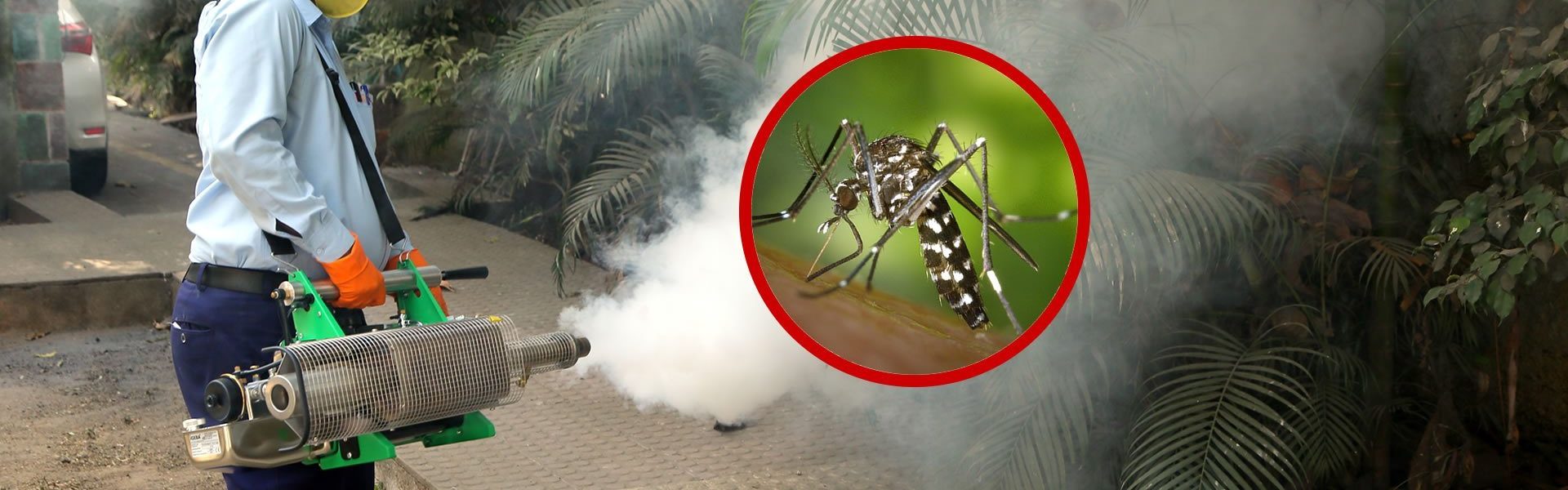 mosquitoes-control-services