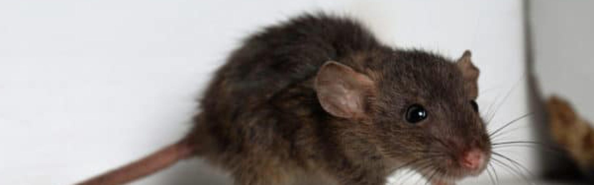 rodent-control-scaled-e1666230487915