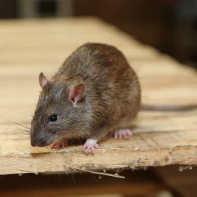 rodent-removal